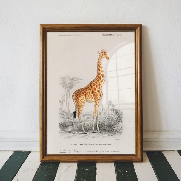 Giraffe Vintage Illustration